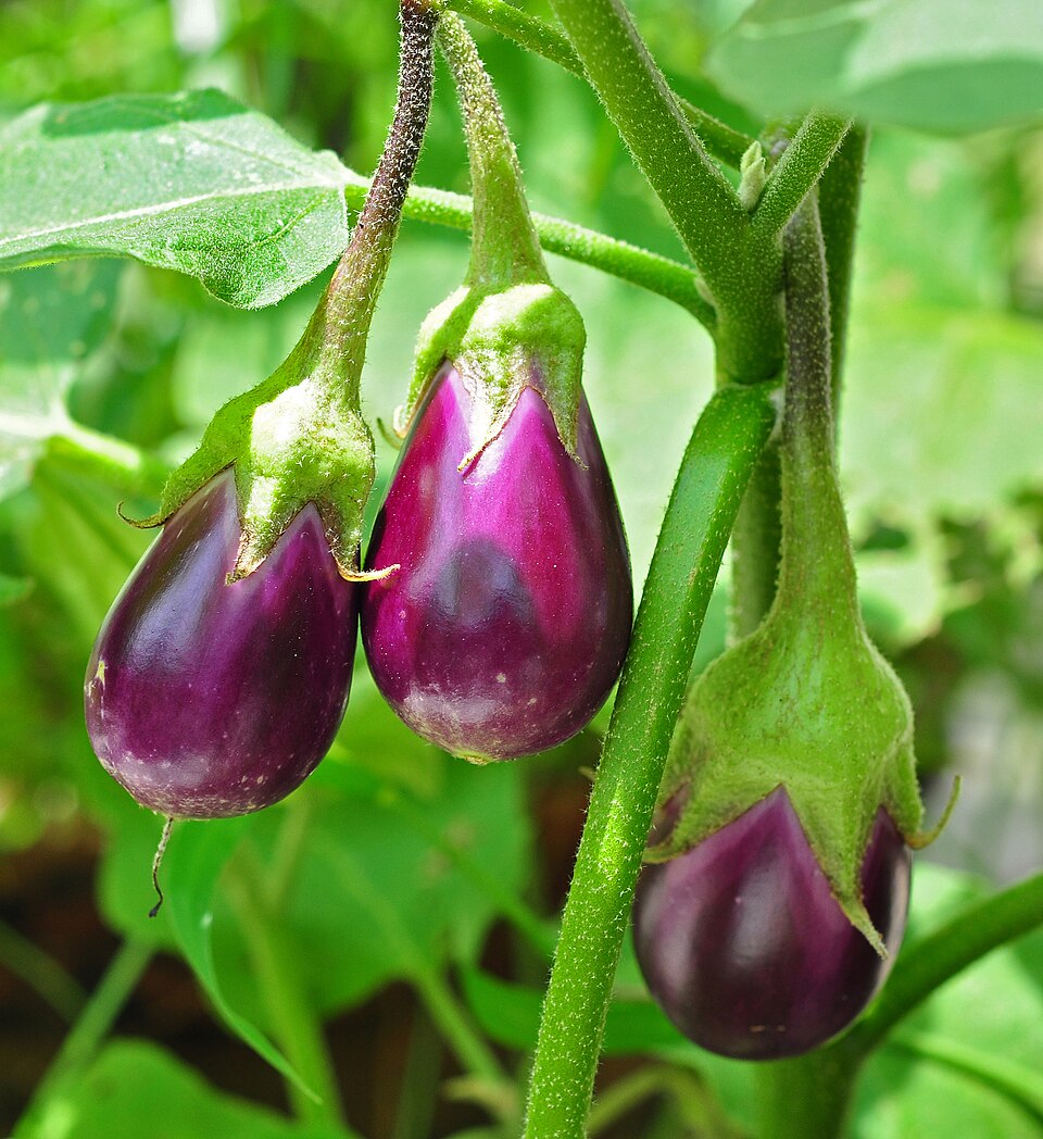 Brinjal (eggplant, Solanum melongena) fruit hanging on the plant — a solanaceous vegetable crop grown widely in Madhya Pradesh
