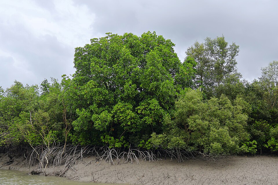 Dense mangrove vegetation with exposed aerial roots in the Sundarbans, West Bengal — the world's largest mangrove forest