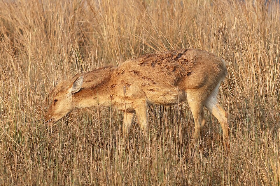 Barasingha (hard-ground swamp deer) grazing in grassland at Kanha National Park, Madhya Pradesh — the park's state animal