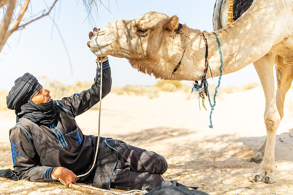 Dromedary (one-humped) camel with its handler in the desert — the camelid species whose global role in food security and livelihoods the UN's International Year of Camelids 2024 highlighted