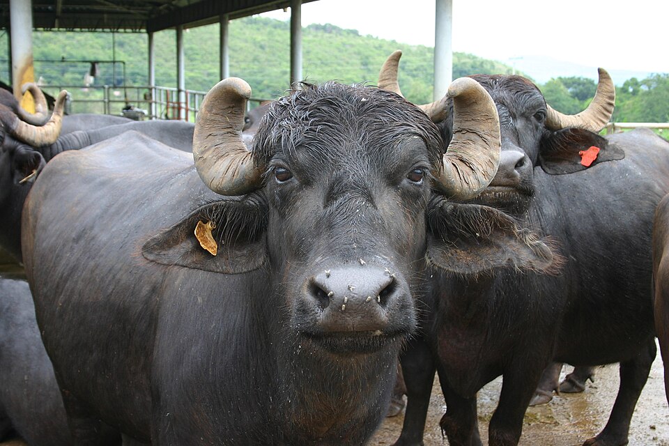 Jet-black Murrah dairy buffaloes with short tightly curled horns standing together in a farm shed