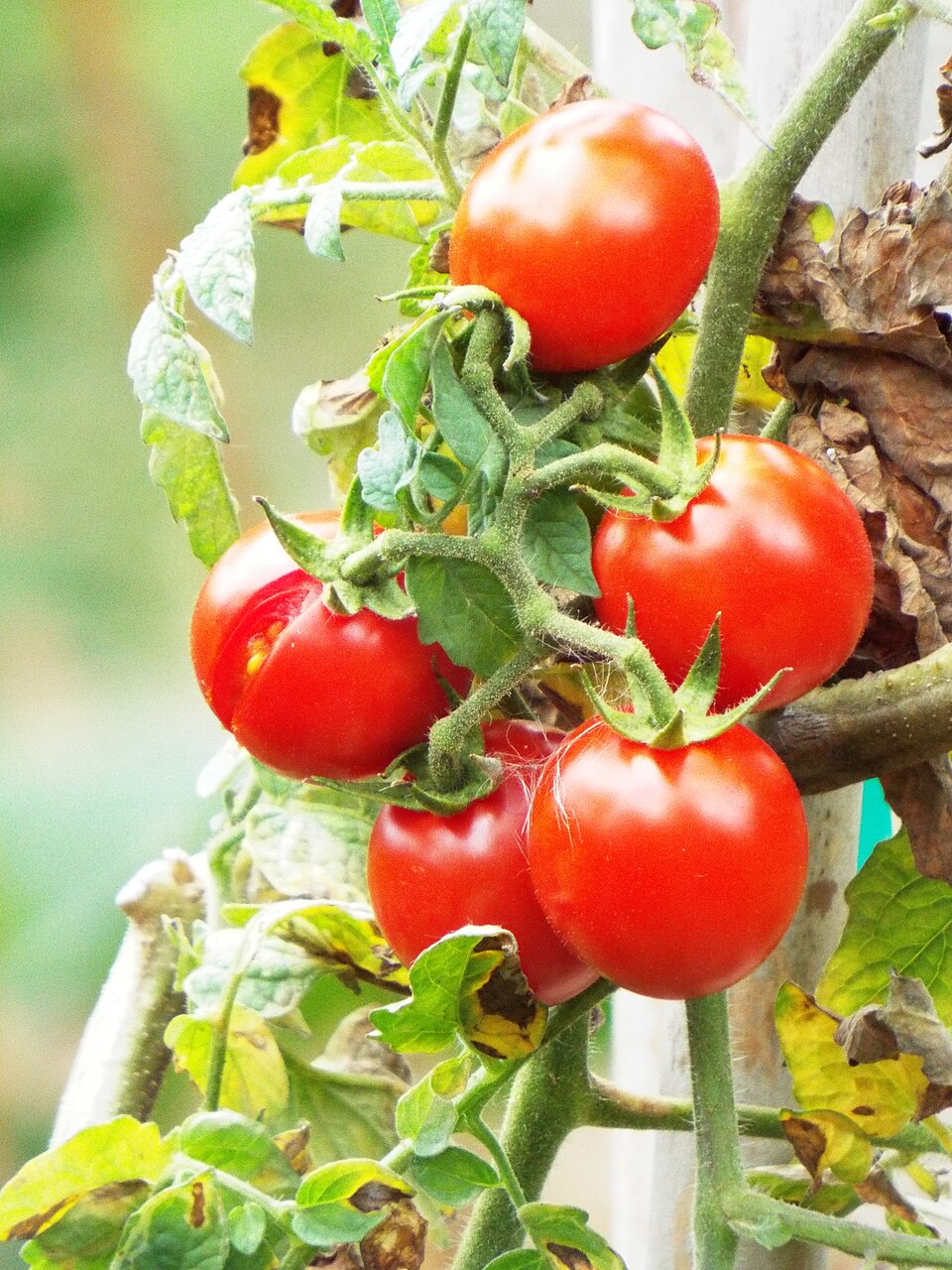 A truss of ripe red tomatoes hanging on the vine among the leaves of the tomato plant