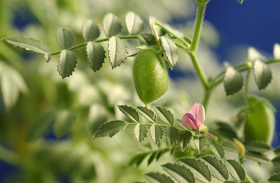 A chickpea plant with a swollen green pod and a pink flower among its serrated leaflets