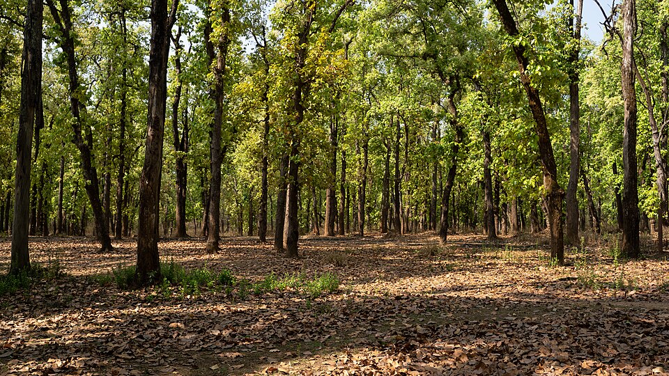 An open sal forest in Kanha, straight-trunked trees rising above a floor of dry fallen leaves
