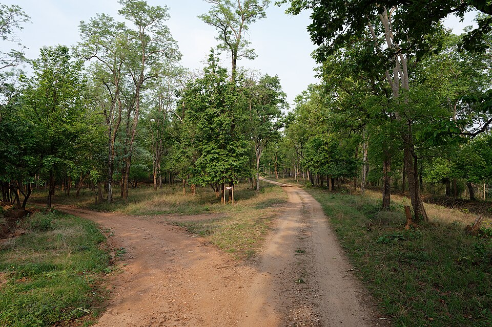 A dirt safari track forking through the open teak forest of Pench Tiger Reserve under a pale sky