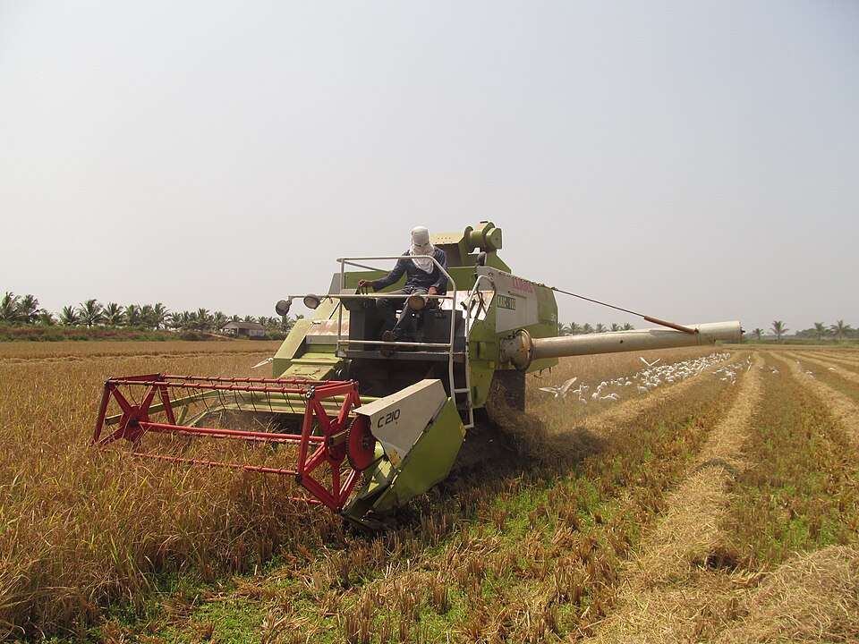 A combine harvester cutting a ripe golden paddy crop in the Kole wetlands of Thrissur, with egrets following behind it across the stubble
