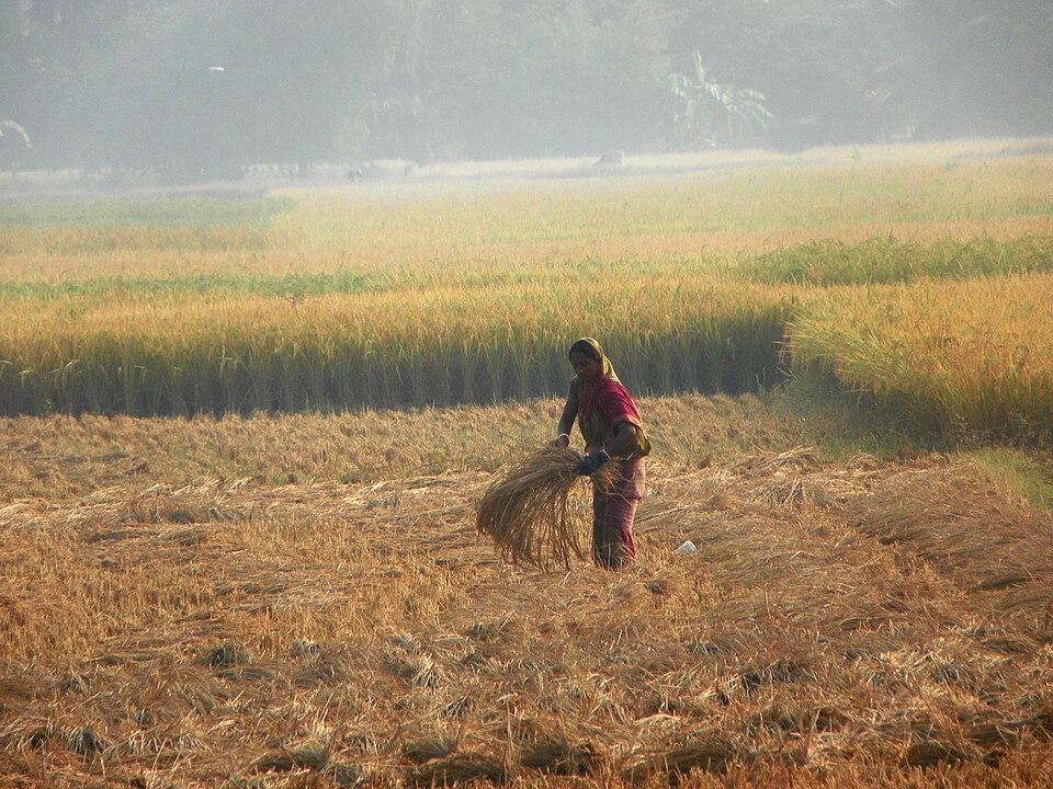 A woman gathering a bundle of cut paddy stalks by hand in a harvested field in the Sundarbans of West Bengal, standing ripe rice and morning mist behind her