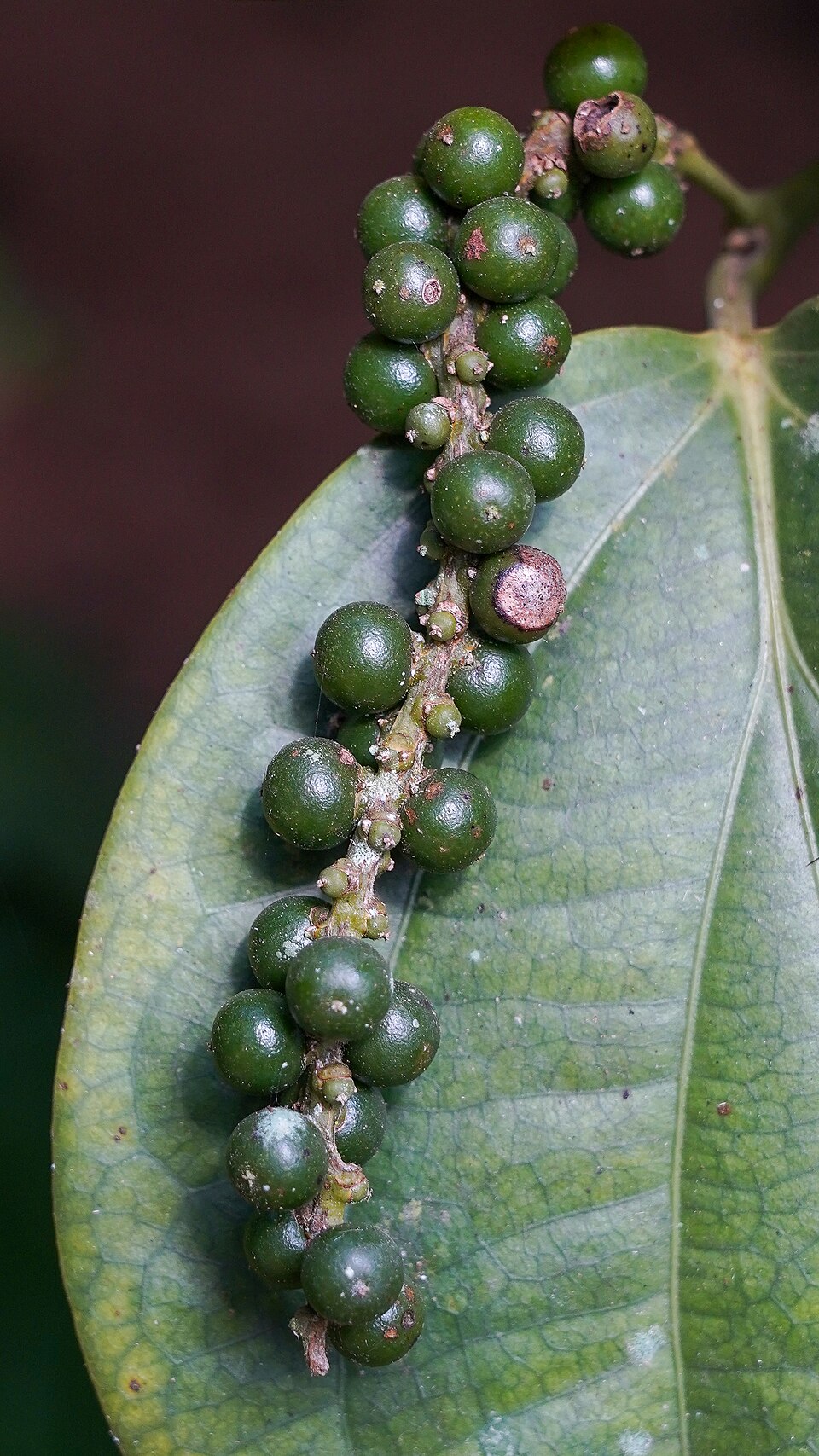 A spike of green, unripe black-pepper peppercorns on the vine resting against a large leaf