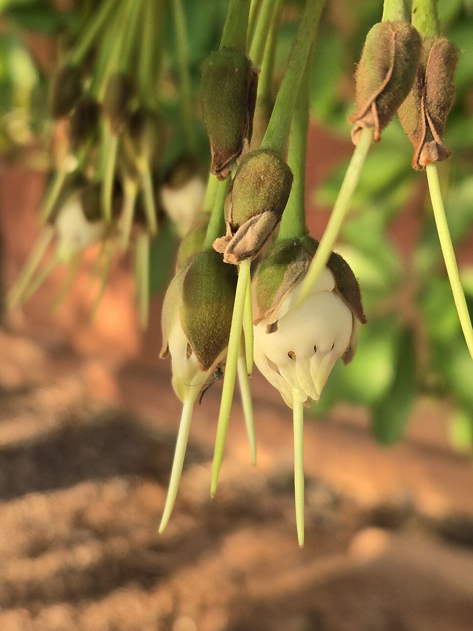 Close-up of mahua (Madhuca longifolia) flowers hanging in a cluster, their fleshy cream corollas emerging from green-brown buds