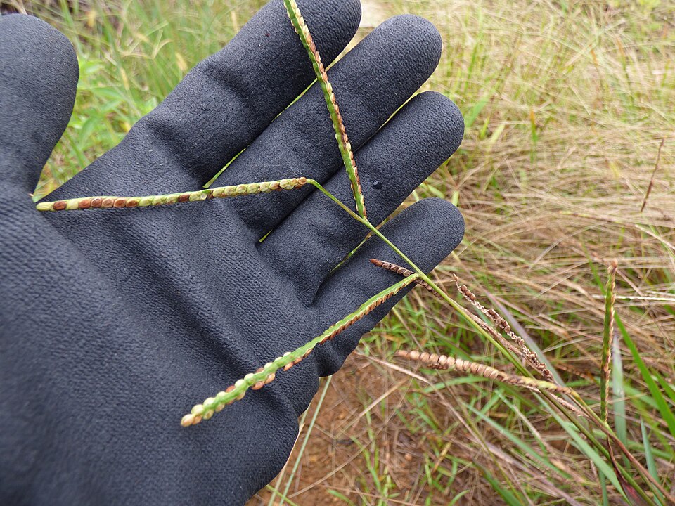 Several slender seedheads of kodo millet (Paspalum scrobiculatum), grain arranged in rows along each spike, held over a gloved hand in a grassy field