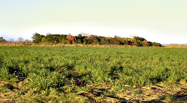 A broad field of growing sugarcane, its green blades stretching to a line of trees on the horizon in evening light