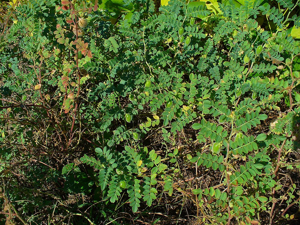 Bushy chickpea (Cicer arietinum) plants with feathery pinnate leaves and small rounded green pods growing close to the ground