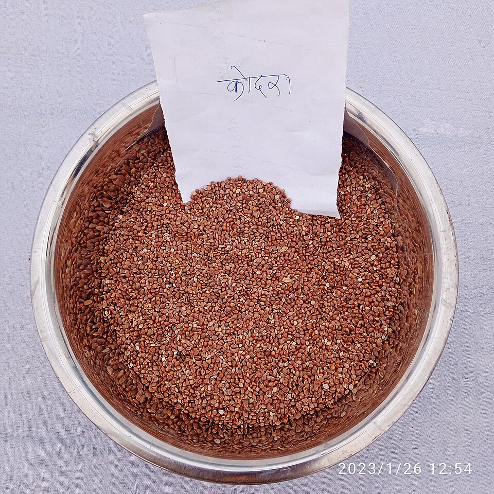 Reddish-brown kodo millet grain filling a steel bowl, with a paper label marked Kodra in Hindi