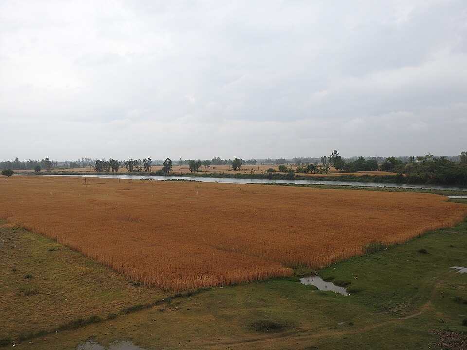A golden field of ripe wheat ready for harvest beside a river in the Punjab plains, with green margins and a cloudy sky