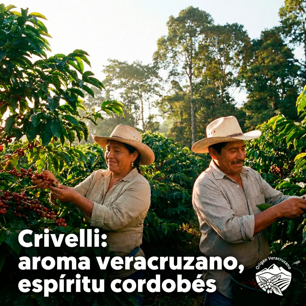Café Molido 500gr Crivelli Cordoba Ecológico De Exportación - Image 5