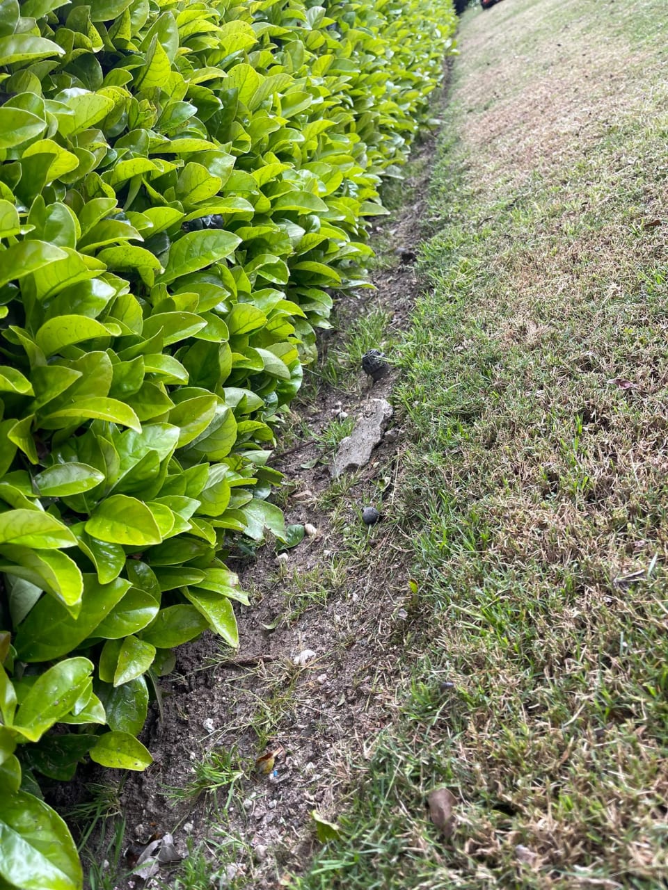 Perfilado de seto perimetral y saneamiento de jardín. — foto 2