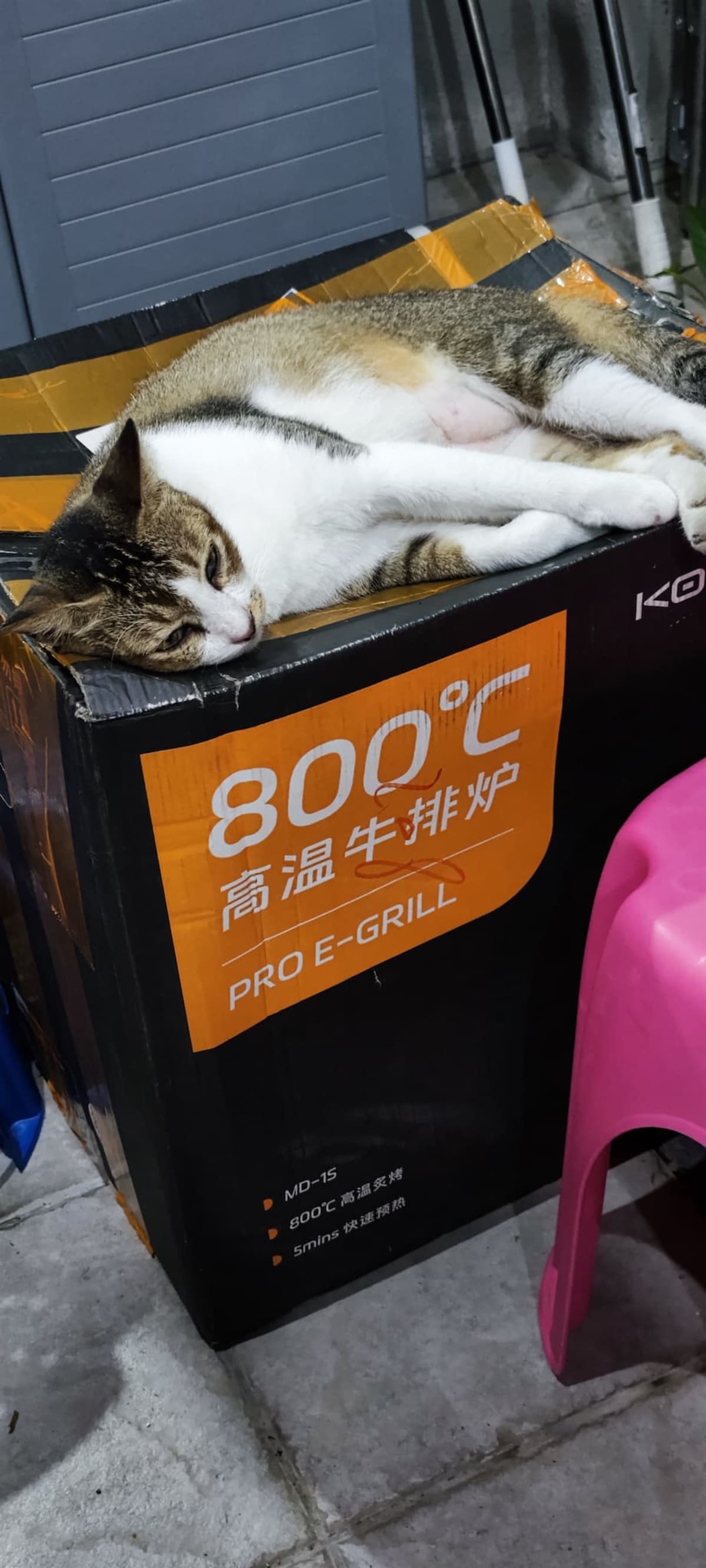 肥猫睡箱子