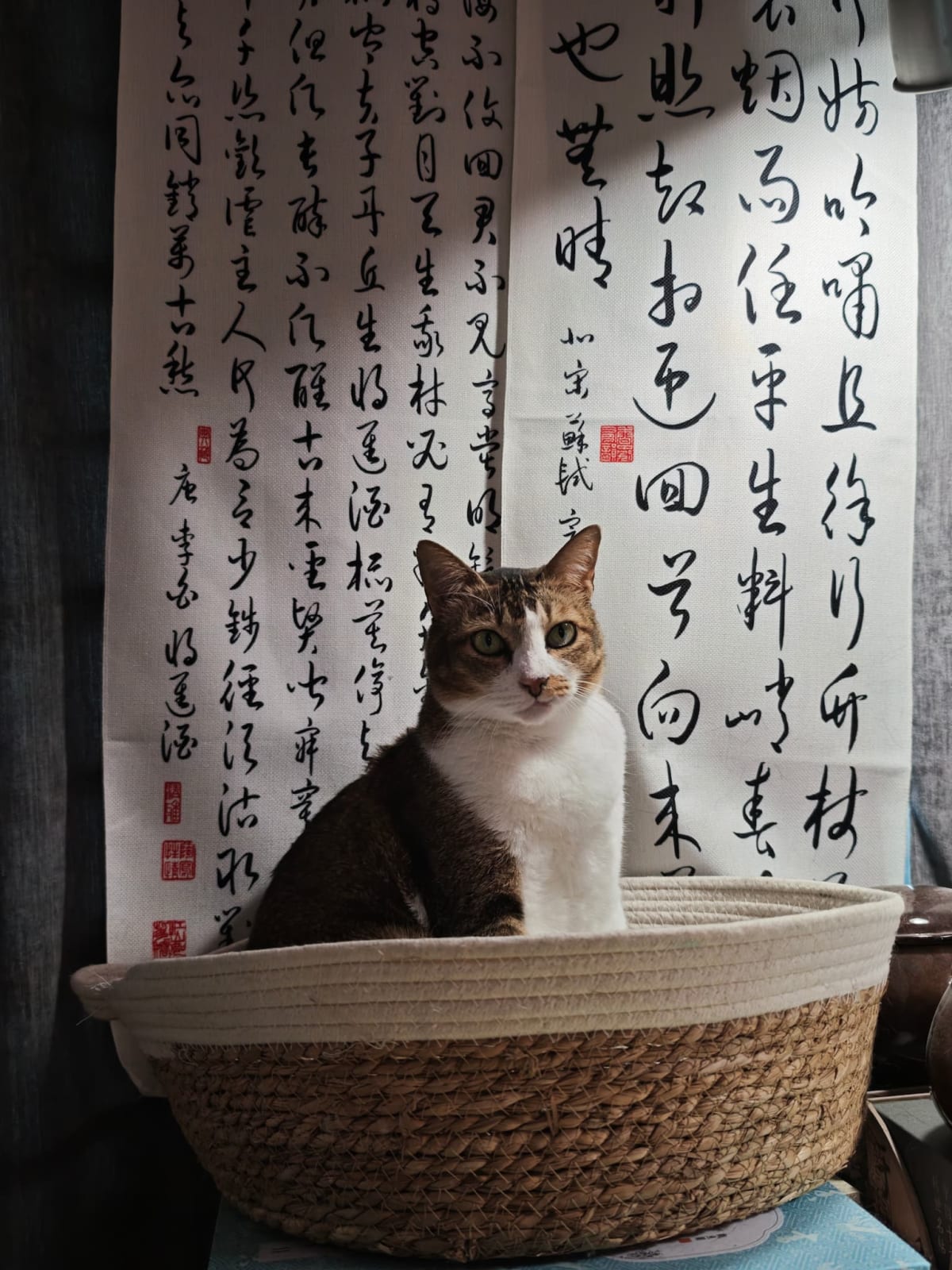 肥猫与书法
