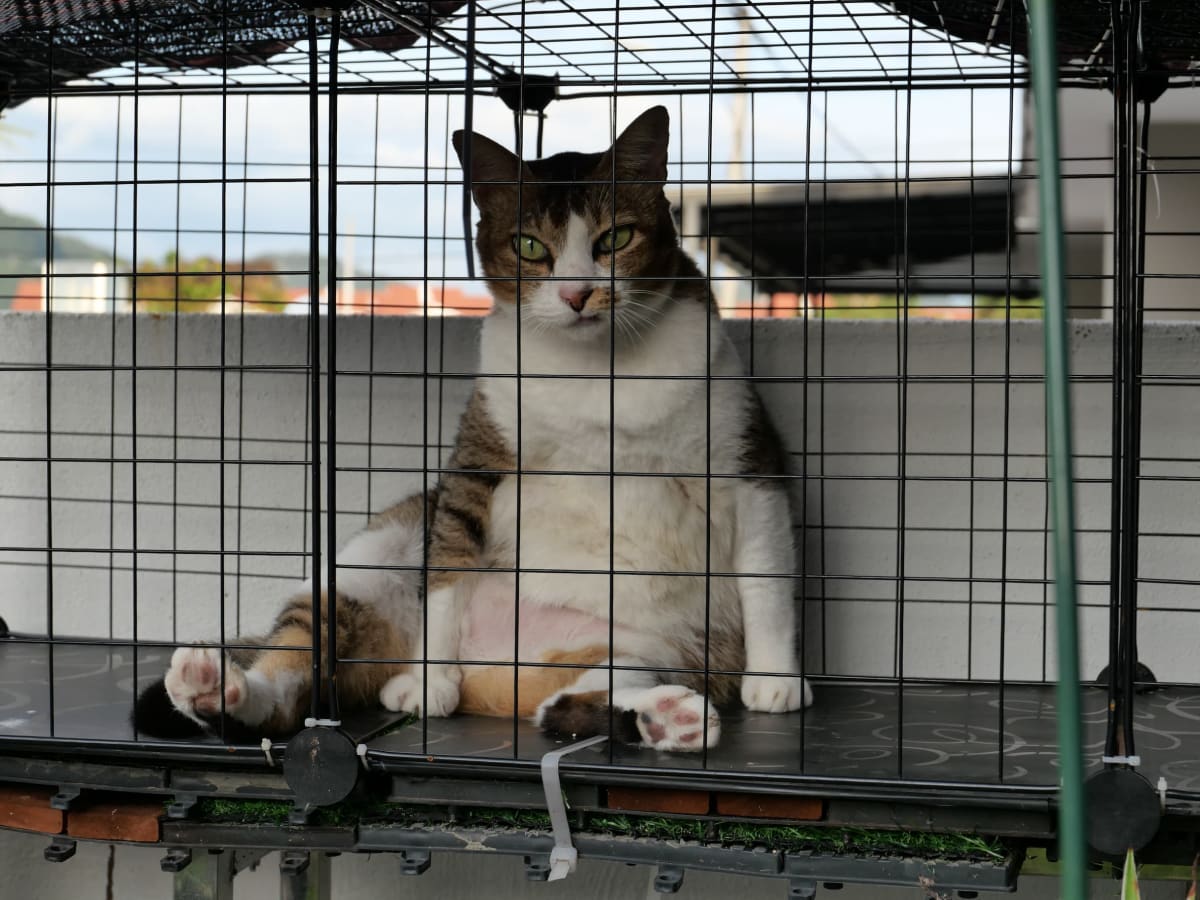 肥猫在catio
