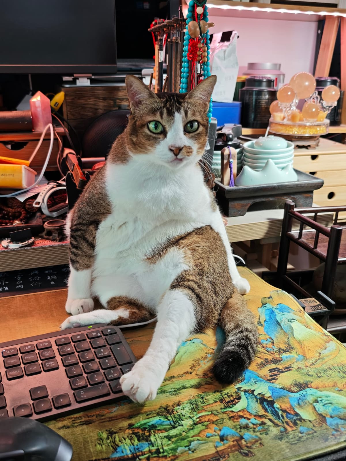 肥猫占据工作台