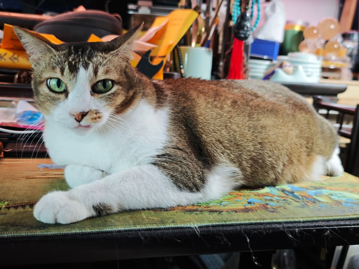 肥猫