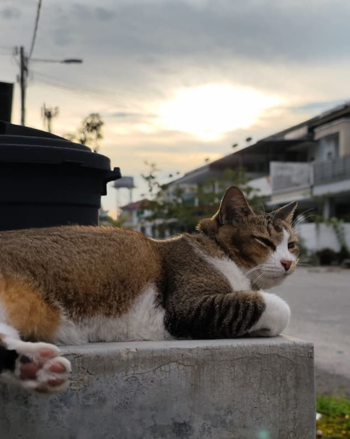 流浪时期的肥猫