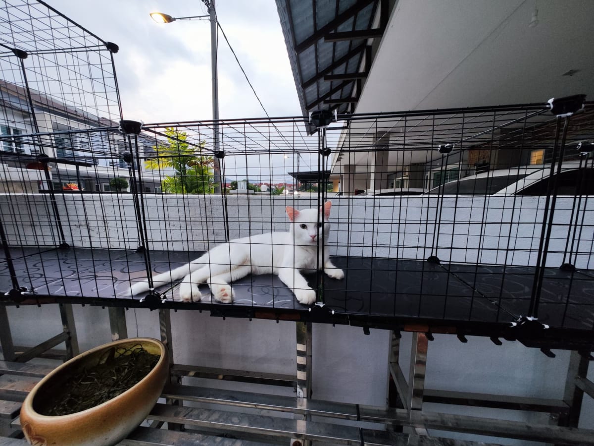 傻猪在catio
