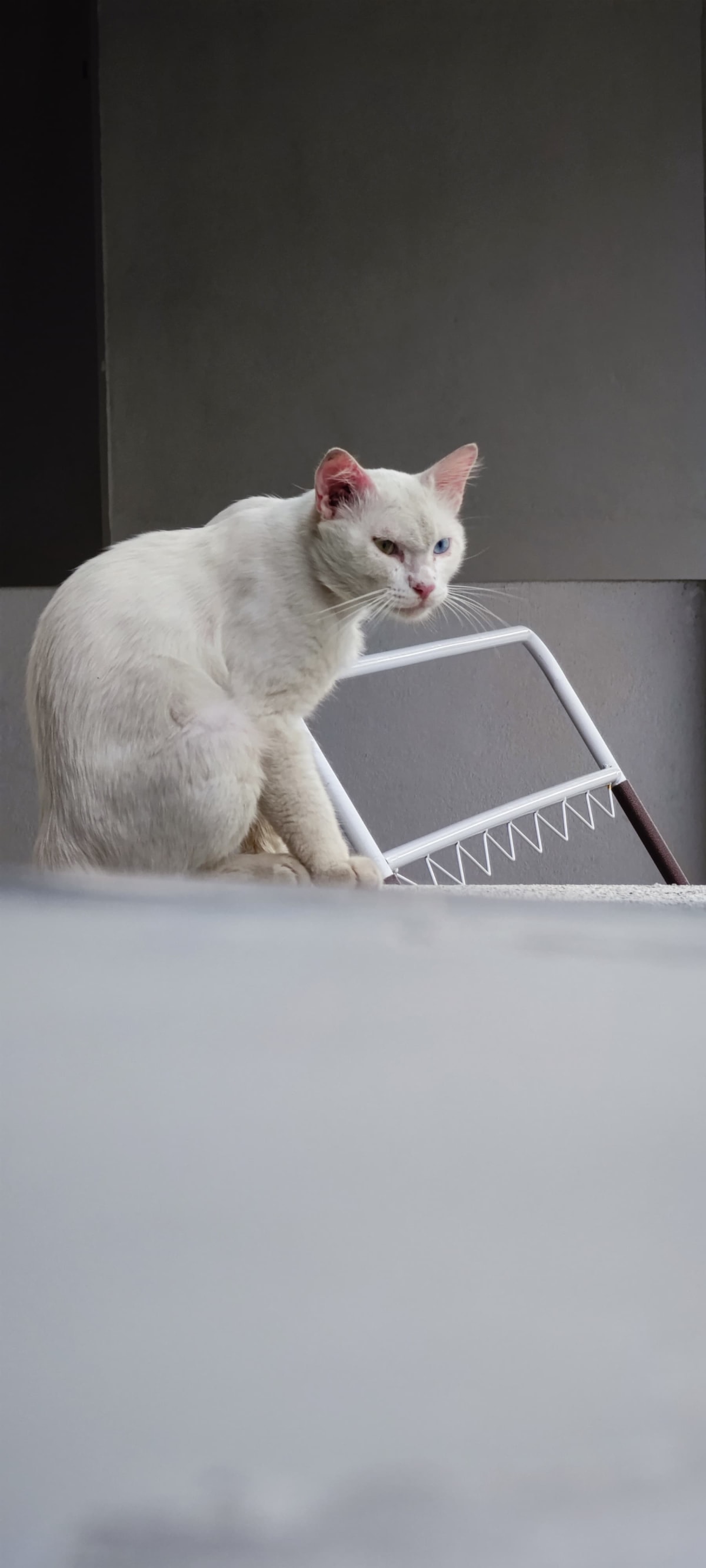 流浪时期的傻猪