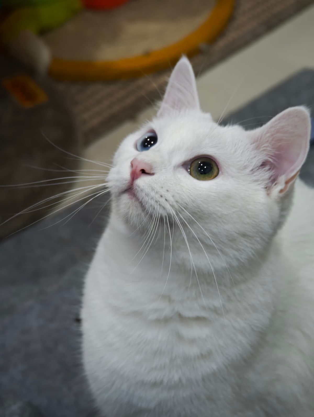 小白