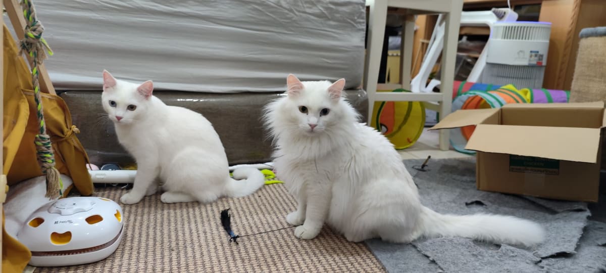 小白和傻猪
