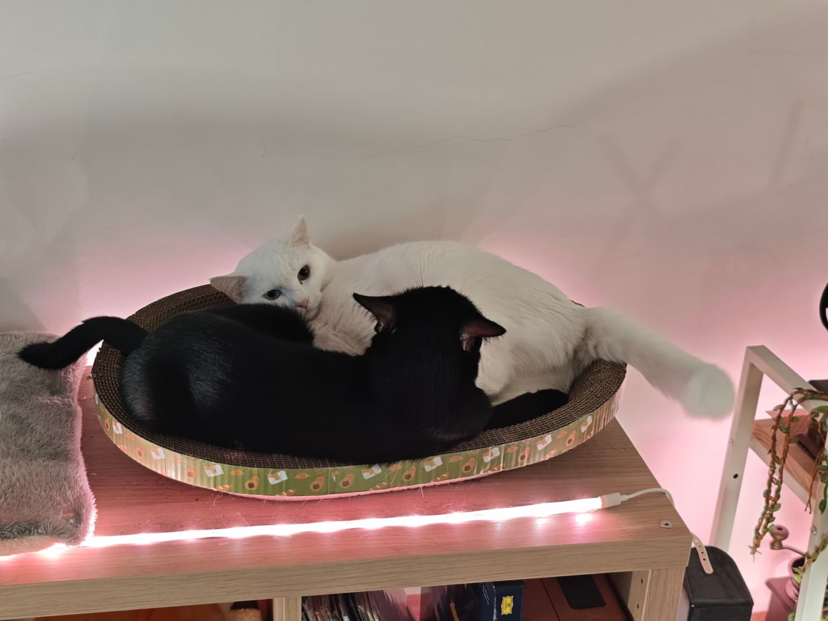 小白和小黑