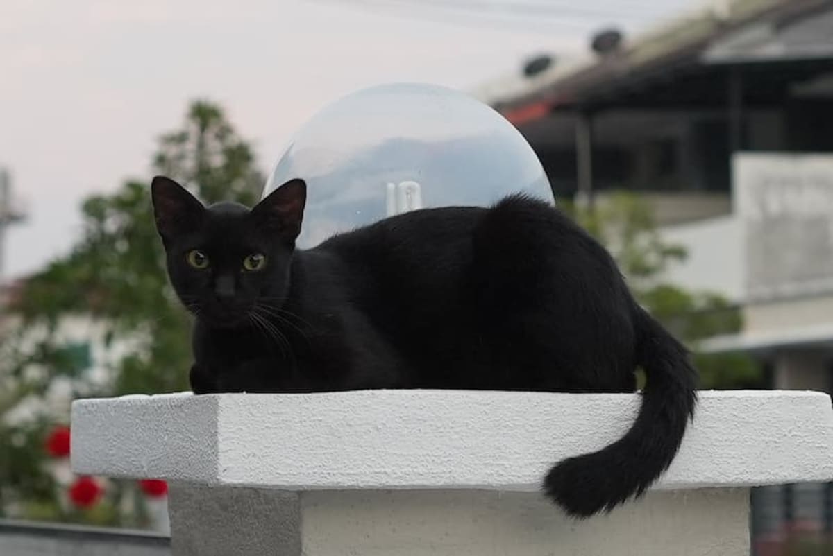 小黑