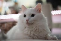 傻猪
