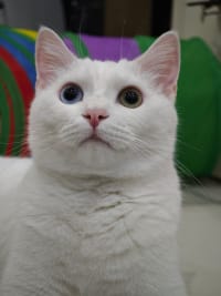 小白