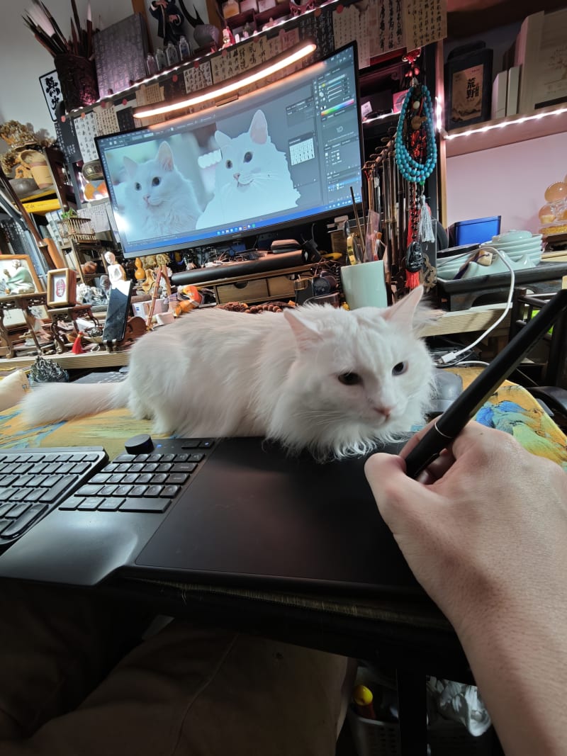 傻猪 · 异瞳白猫