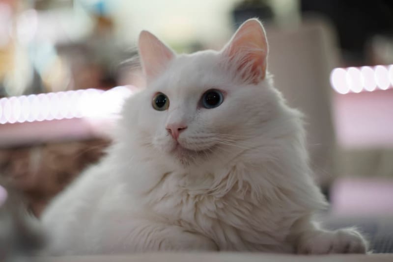 傻猪真实照片