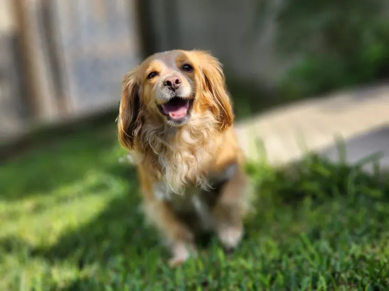 Mascota feliz en el hospedaje