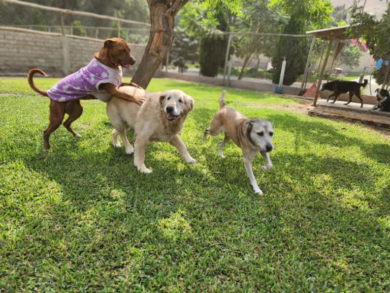 Mascota jugando en el hospedaje