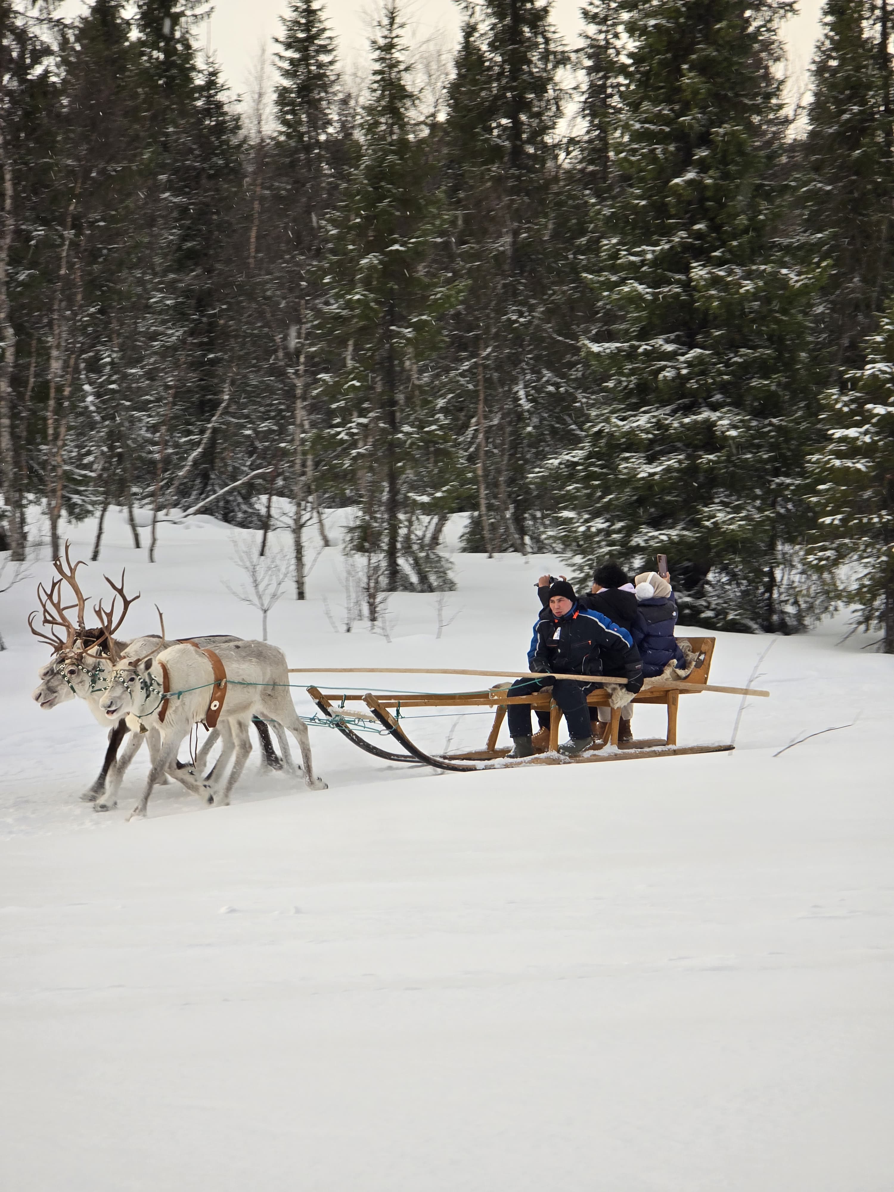 Naik Rusa di Tundra
