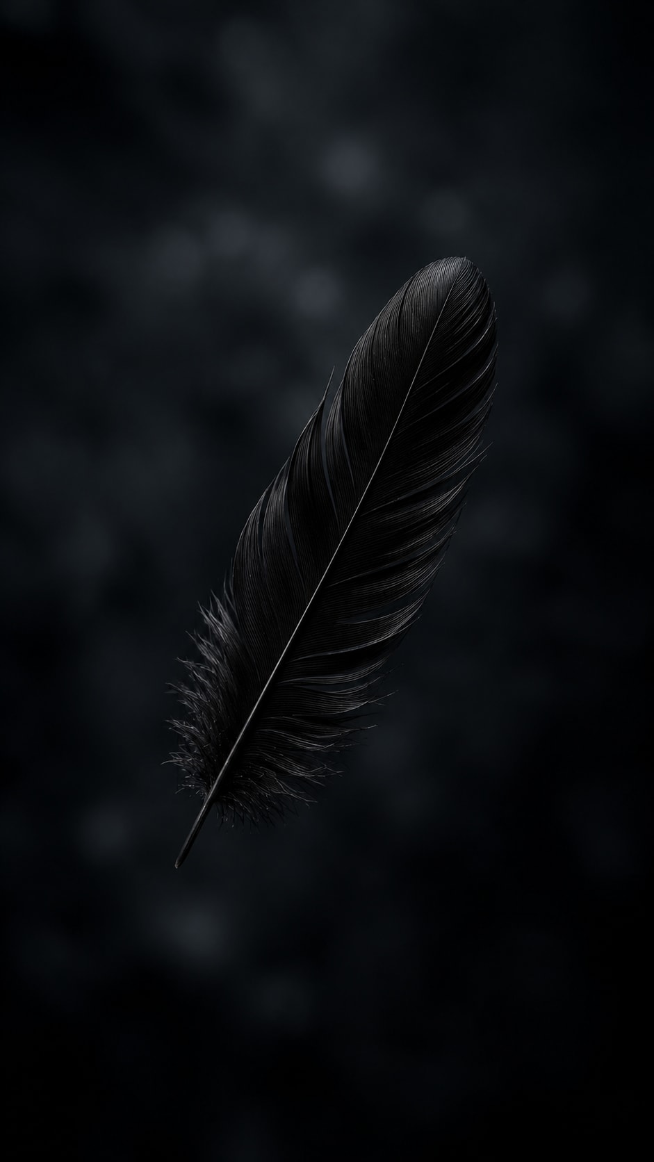 Black Feather on a Dark Background