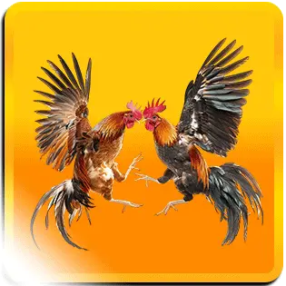 Sabung Ayam