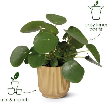 Vue 2 de Elho Vibes Fold Rond