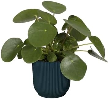 Vue 3 de Elho Vibes Fold Rond