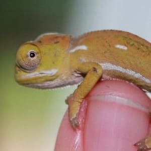 prim and proper: Idiom Meaning and Origin - The Village Idiom