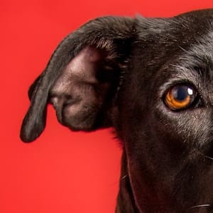 tongue-in-cheek: Idiom Meaning and Origin - The Village Idiom