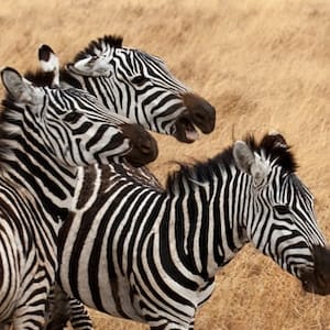 in no uncertain terms: Idiom Meaning and Origin - The Village Idiom
