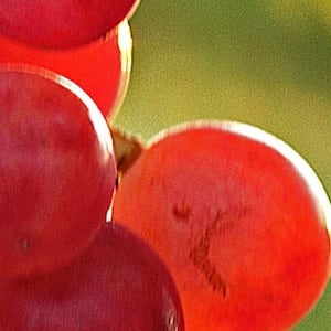 sour grapes: Idiom Meaning and Origin - The Village Idiom