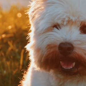 wag the dog: Idiom Meaning and Origin - The Village Idiom