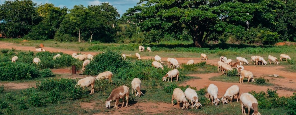 In the remote Australian outback, rural life dominates.