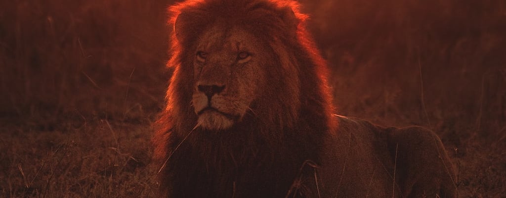 The lion is a symbol of courage and strength.